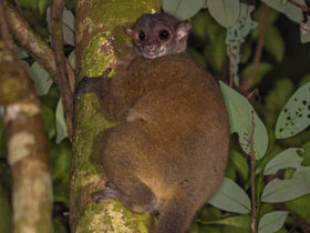 Смотреть фото Лемур Скотта Фото Лемур Скотта