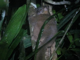 Смотреть фото Лемур Райта Фото Лемур Райта