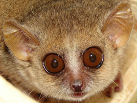 Смотреть фото Серый мышиный лемур Фото Серый мышиный лемур