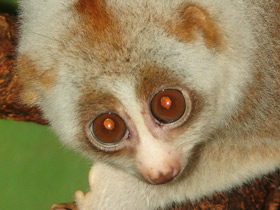 Смотреть фото Бенгальский лори Фото Бенгальский лори