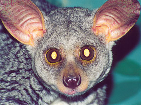 Смотреть фото Толстохвостый галаго Фото Толстохвостый галаго