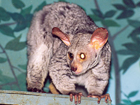 Смотреть фото Толстохвостый галаго Фото Толстохвостый галаго