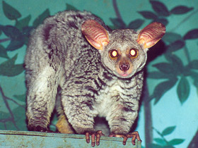 Смотреть фото Толстохвостый галаго Фото Толстохвостый галаго