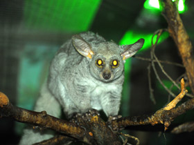 Смотреть фото Толстохвостый галаго Фото Толстохвостый галаго