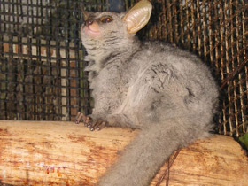 Смотреть фото Толстохвостый галаго Фото Толстохвостый галаго