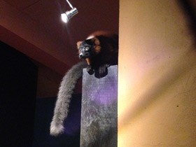 Смотреть фото Рыжий вари Фото Рыжий вари