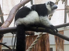 Смотреть фото Лемур вари Фото Лемур вари