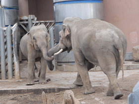 Смотреть фото Животные - символы Фото Животные - символы