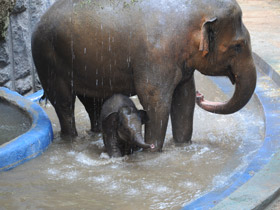 Смотреть фото 10 интересных фактов о слонах Фото 10 интересных фактов о слонах