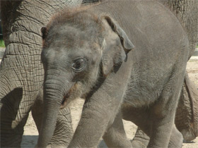 Индийский слон Индийский слон