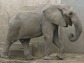 Смотреть фото Самые прожорливые животные Фото Самые прожорливые животные