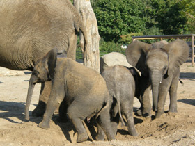 Смотреть фото Африканский слон Фото Африканский слон