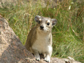 Даман Брюса Даман Брюса