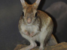 Смотреть фото Большой тушканчик Фото Большой тушканчик