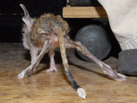 Смотреть фото Большой тушканчик Фото Большой тушканчик