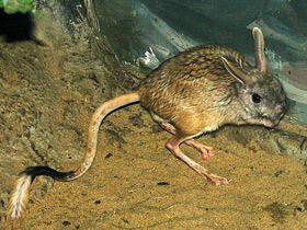 Смотреть фото Большой тушканчик Фото Большой тушканчик