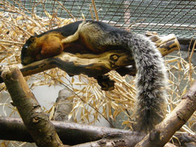 Смотреть фото Белка Превоста Фото Белка Превоста