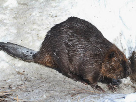 Смотреть фото Животные - символы Фото Животные - символы