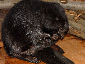 Смотреть фото Бобр Фото Бобр