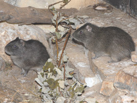 Фото Морская свинка