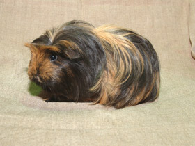 Фото Морская свинка