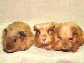 Фото Морская свинка