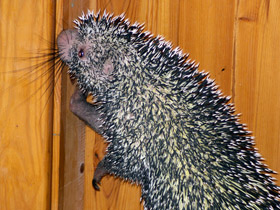 Смотреть фото Цепкохвостый дикобраз Фото Цепкохвостый дикобраз