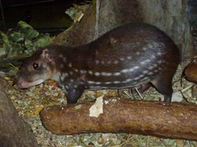 Смотреть фото Пака Фото Пака