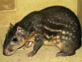 Смотреть фото Пака Фото Пака