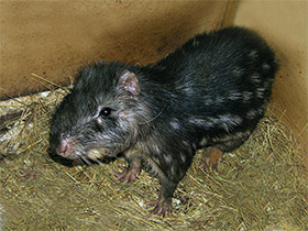 Фото Горная пака