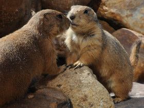 Смотреть фото Чернохвостая луговая собачка Фото Чернохвостая луговая собачка