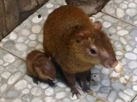 Фото Агути Азары