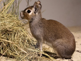 Смотреть фото Чакоанская мара Фото Чакоанская мара