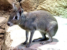 Смотреть фото Чакоанская мара Фото Чакоанская мара