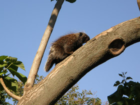 Смотреть фото Поркупин Фото Поркупин