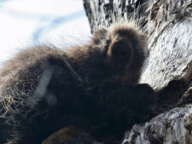 Смотреть фото Поркупин Фото Поркупин