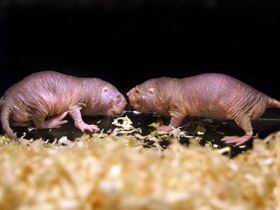 Фото Голый землекоп: обаятельный уродец