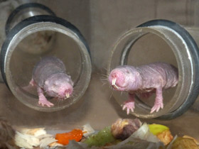 Фото Голый землекоп: обаятельный уродец