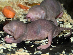 Фото Голый землекоп: обаятельный уродец