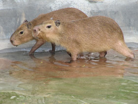 Смотреть фото Капибара Фото Капибара