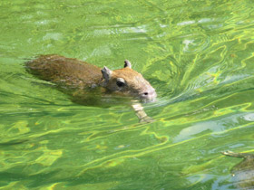 Смотреть фото Капибара Фото Капибара