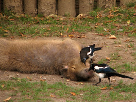 Смотреть фото Капибара Фото Капибара