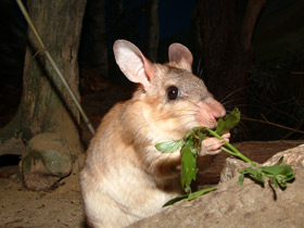 Гигантский мадагаскарский хомяк Гигантский мадагаскарский хомяк