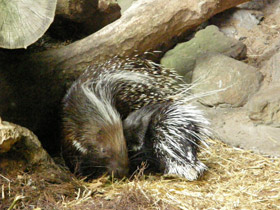 Фото Индийский дикобраз