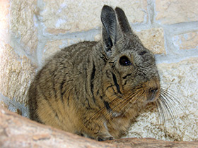 Фото Горная вискаша