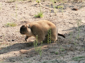 Смотреть фото Байбак Фото Байбак