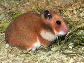 Смотреть фото Сирийский хомяк Фото Сирийский хомяк