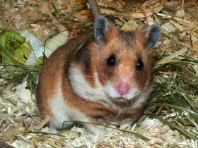 Смотреть фото Сирийский хомяк Фото Сирийский хомяк