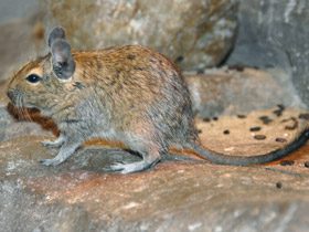 Смотреть фото Дегу Фото Дегу