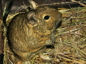 Смотреть фото Дегу Фото Дегу